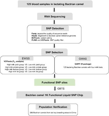 Development and application of a 1K functional liquid chip for lactation performance in Bactrian camels